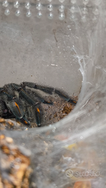 Psalmopoeus irminia - Migale maschio adulto