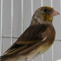 INCARDELLATI ibridi cardellino x canarino