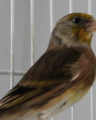 INCARDELLATI ibridi cardellino x canarino