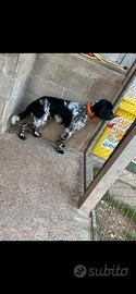 Setter inglese maschio