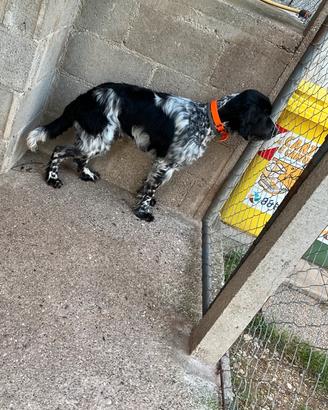 Setter inglese maschio