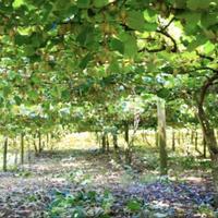 Terreno agricolo a velletri(rm) - 2 ettari di kiwi