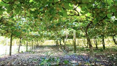Terreno agricolo a velletri(rm) - 2 ettari di kiwi