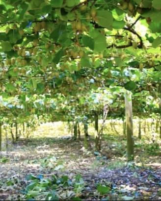 Terreno agricolo a velletri(rm) - 2 ettari di kiwi