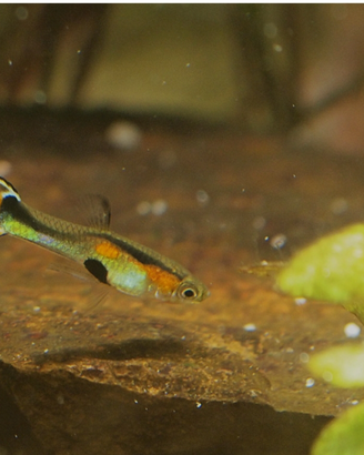 Endler