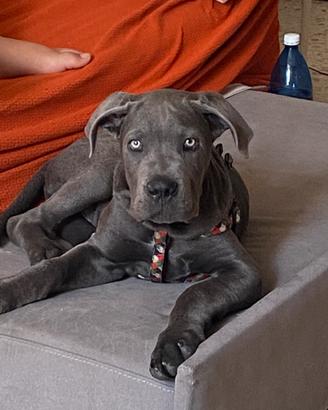 Cane corso originale
