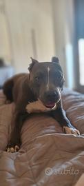 Maschio Amstaff