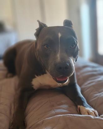 Maschio Amstaff