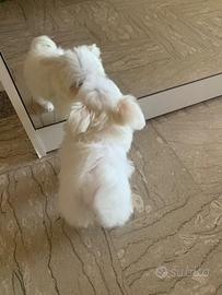 Cucciolo maltese, maschio, mini Toy