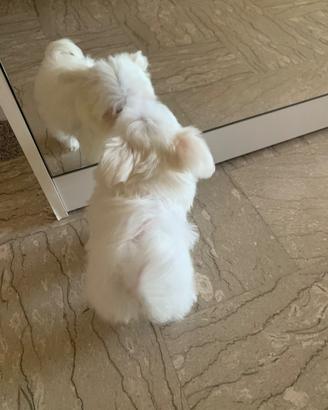 Cucciolo maltese, maschio, mini Toy