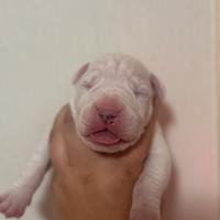 Cuccioli dogo argentino