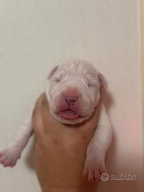 Cuccioli dogo argentino