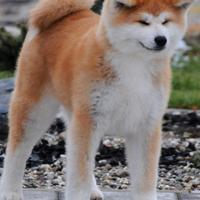 Cuccioli Akita