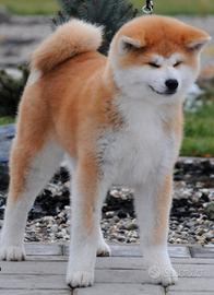 Cuccioli Akita