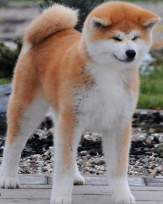 Cuccioli Akita