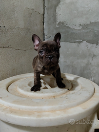 Bulldog francese