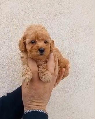 Barboncino toy albicocca maschietto