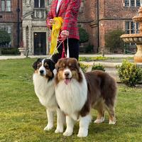 Cuccioli australian shepherd pastore australiano