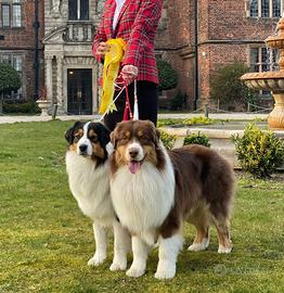 Cuccioli australian shepherd pastore australiano