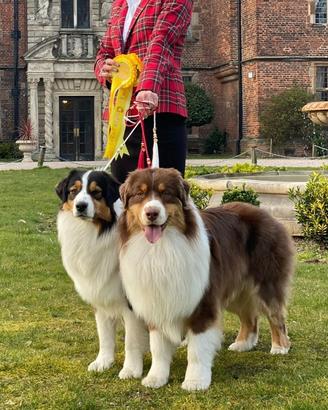 Cuccioli australian shepherd pastore australiano