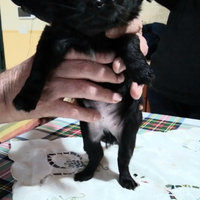 Chiuhauha total blek