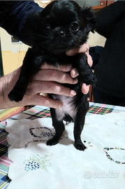 Chiuhauha total blek