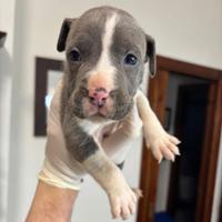 Cuccioli pitbull