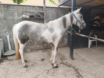 Puledra Pony