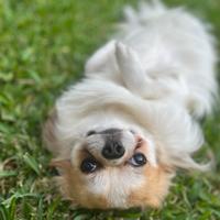 Chihuahua a pelo lungo con pedigree per accoppiame