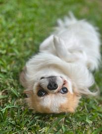 Chihuahua a pelo lungo con pedigree per accoppiame