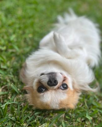 Chihuahua a pelo lungo con pedigree per accoppiame