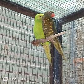 Lory