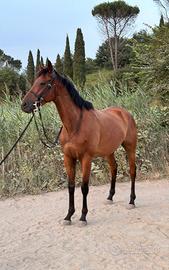 Cavallo castrone 5 anni mezzo sangue