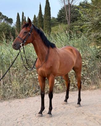 Cavallo castrone 5 anni mezzo sangue