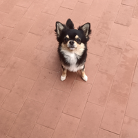 Chihuahua Tri colore