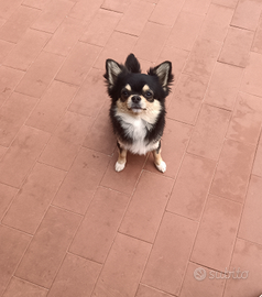 Chihuahua Tri colore