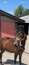 Pony femmina