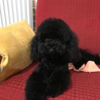 Disponibile per accoppiamento Barboncino Nano