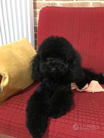 Disponibile per accoppiamento Barboncino Nano