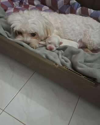 Maltese