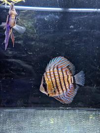 Discus rosso turchese