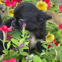 Cucciola di chihuahua nera pelo lungo