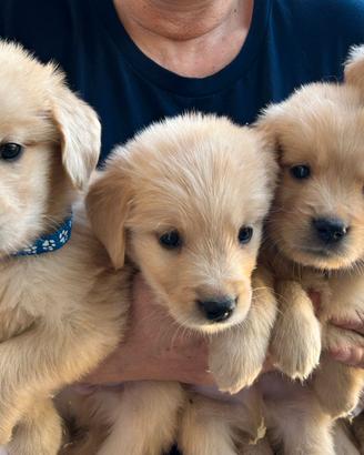 cuccioli golden retriver