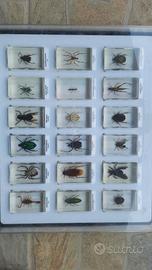 Collezione insetti da tutto il mondo