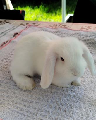 Cuccioli di coniglio ariete nano minilop