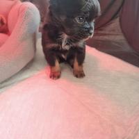 Cucciola chihuahua