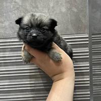 Cuccioli di maltipoo toy da borsetta