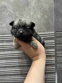 Cuccioli di maltipoo toy da borsetta