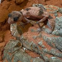 Geco Nephrurus wheeleri cinctus