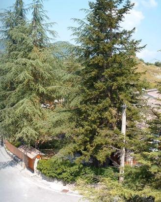 Tagliacozzo Montagna